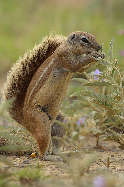 Cape Ground Squirrel (Geosciurus inauris) eating flowers