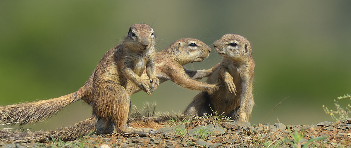 Photo of Cape Ground Squirrels (Geosciurus inauris) in South Africa Cape Ground Squirrels (Geosciurus inauris)