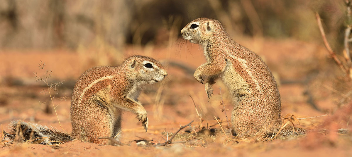 Ground Squirrels (Xerus inauris) in South Africa