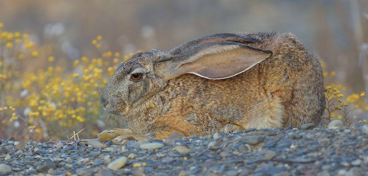 Cape Hare (Lepus capensis) in Tankwa Karoo National Park