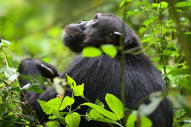 Chimpanzee (Pan troglodytes) in Kibale National Park