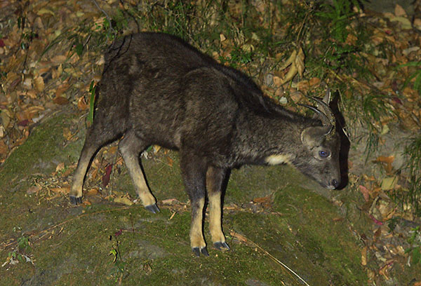 Chinese Goral (Nemorhaedus griseus)