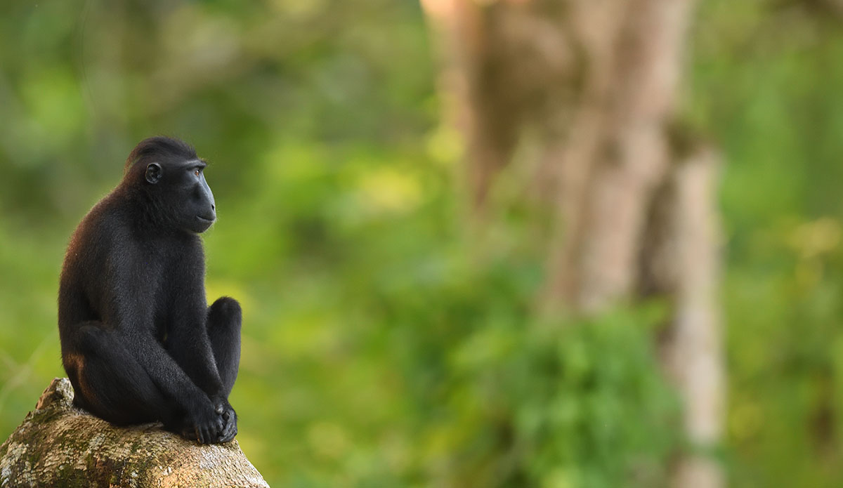 Crested Macaque (Macaca nigra) mother and babies