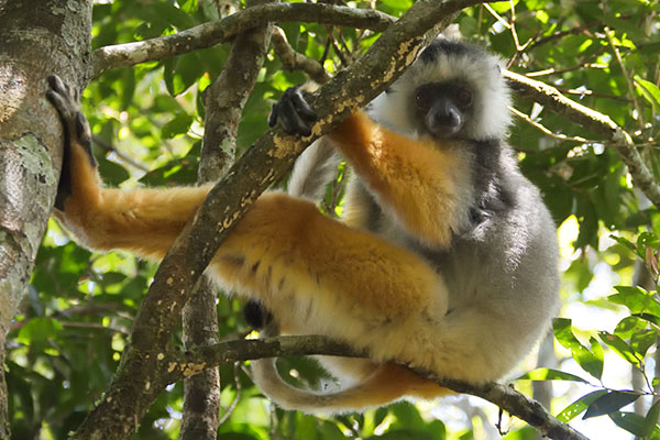 Diademed Sifaka (Propithecus diadema) at Andasibe