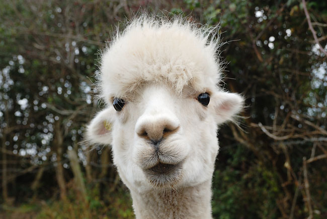 Alpaca face