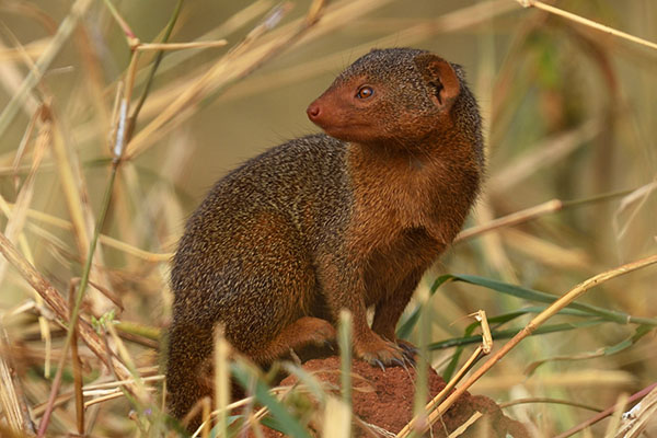Dwarf Mongoose (Helogale parvula) in Tarangire National Park