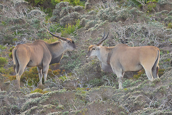 A pair of Eland (Tichodroma muraria) in the Fynbos