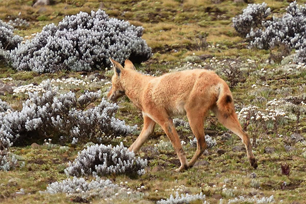 Hybrid Ethiopian Wolf (Canis simensis) in Ethiopia