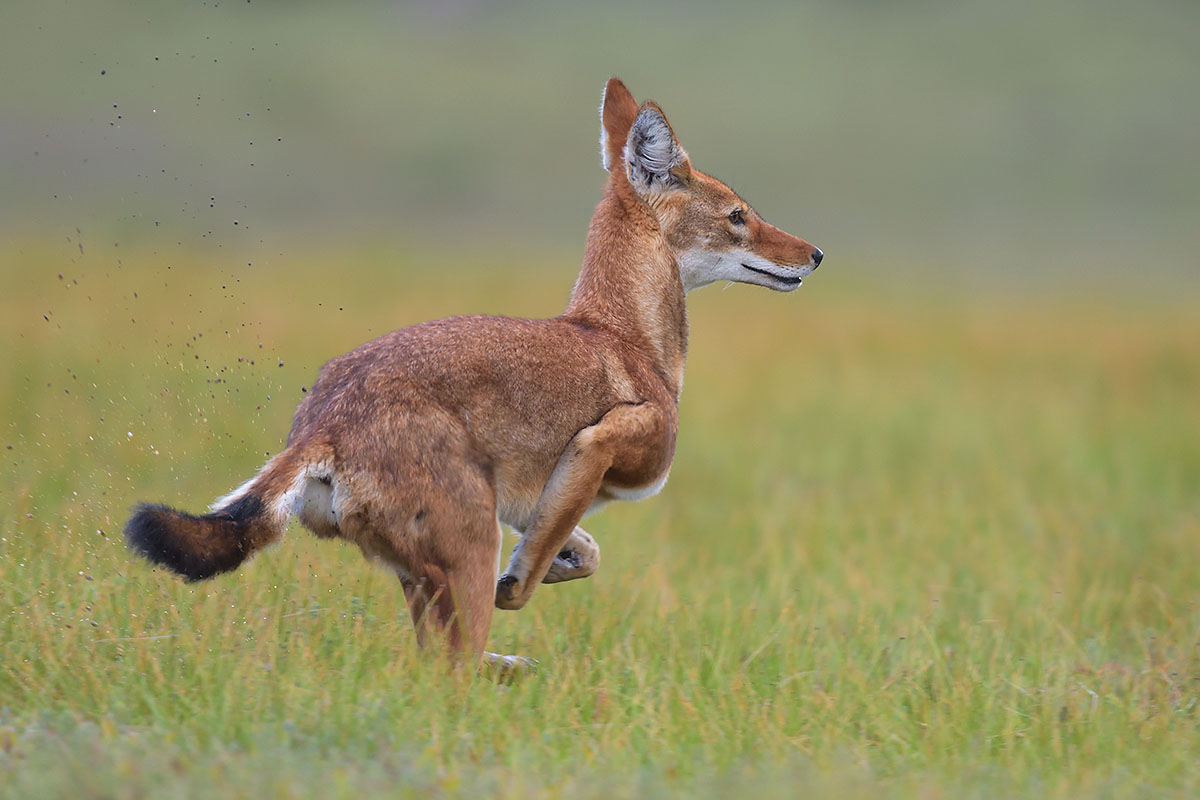 Ethiopian Wolf (Canis simensis) running