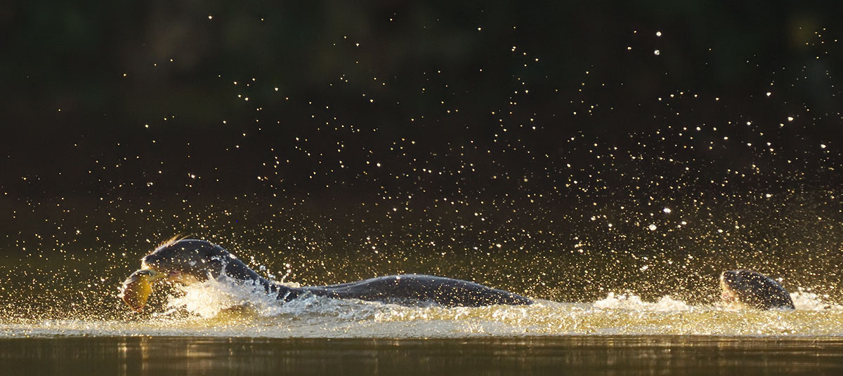 Male Andean Condor (Vultur gryphus) soaring