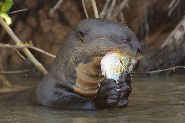 Giant River Otter (Pteronura brasiliensis) eating a fish