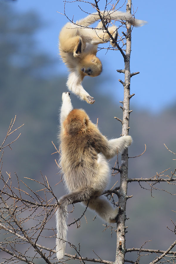 Golden Snub-nosed Monkey acrobatics (Rhinopithecus roxellana)
