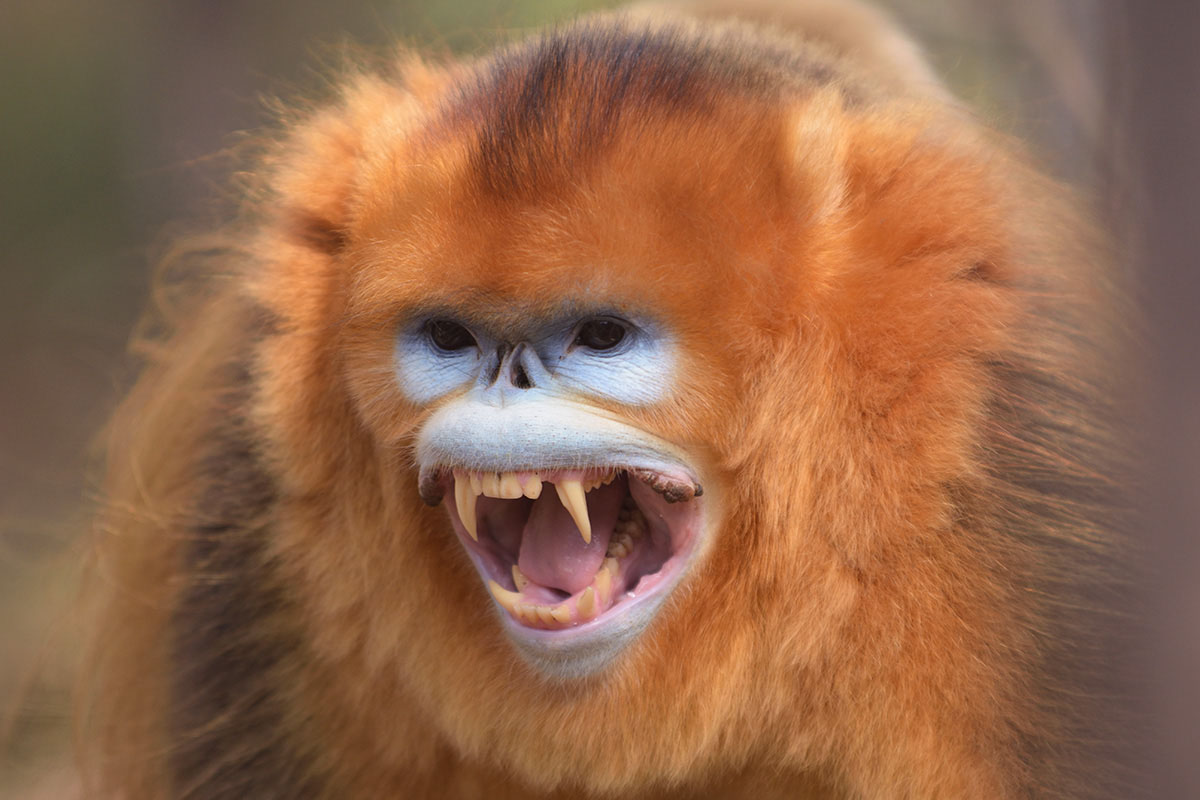 Male Golden Snub-nosed Monkey (Rhinopithecus roxellana)