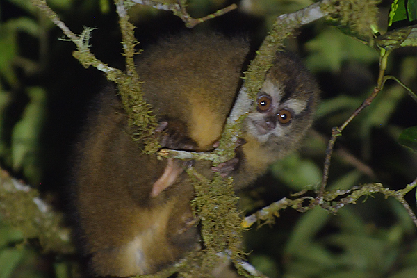 A Grey-bellied Night Monkey (Aotus lemurinus) in the cloud forest