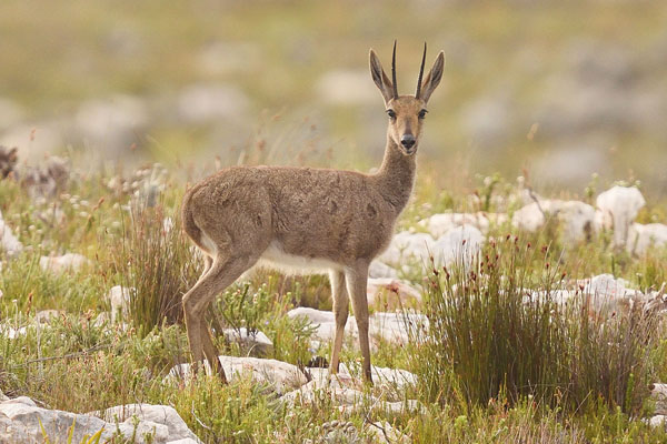 Grey Rhebok (Pelea capreolus) in South Africa