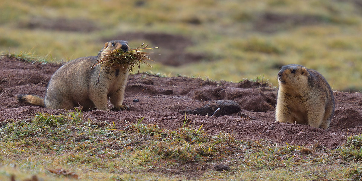 Himalayan Marmot (Marmota himalayana)