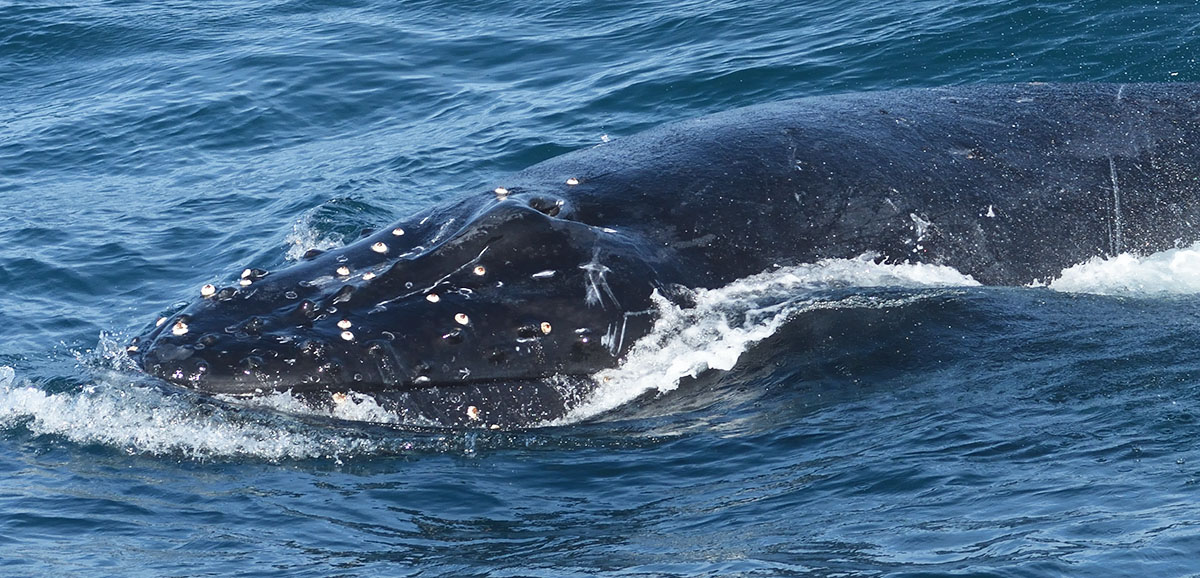 Humpback Whale (Megaptera novaeangliae) off the south african coast
