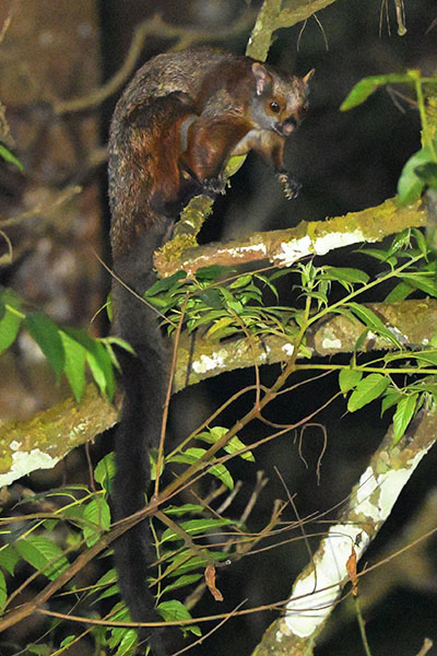 Indian Giant Flying Squirrel (Petaurista philippensis) at Valparai