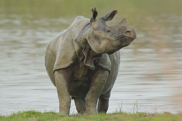 Indian One-horned Rhinoceros (Rhinoceros unicornis)