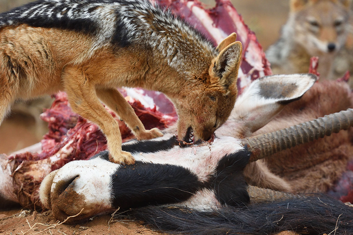 Black-backed Jackal eating a south african oryx