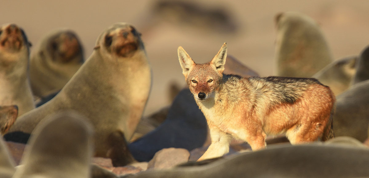Photo of a Black-backed Jackal (Canis mesomelas) in Namibia Black-backed Jackal (Canis mesomelas) in the Cape Cross fur seal colony.