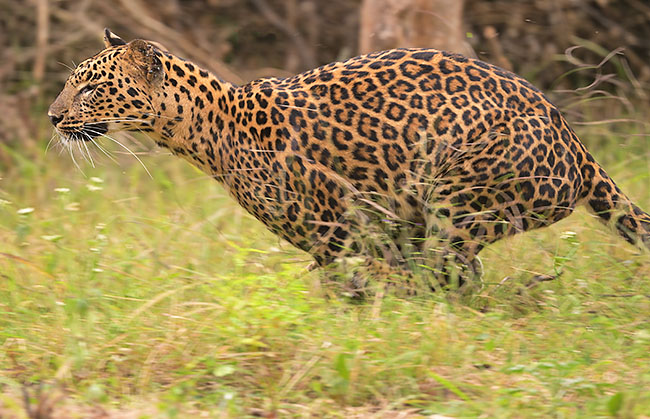 Leopard (Panthera pardus) running in India