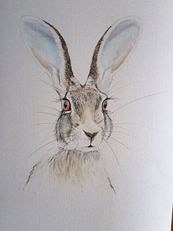 Indian Hare painting by Lesely Ann