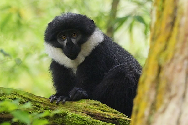 L'Hoest's Monkey (Allochrocebus lhoesti) in Bwindi Impenetrable Forest