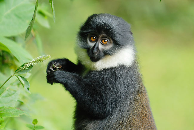 L'Hoest's Monkey (Cercopithecus lhoesti) feeding