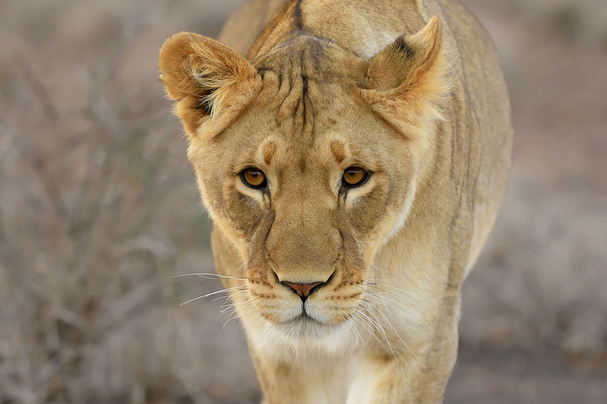 female lion (Panthera leo) in Karoo National Park
