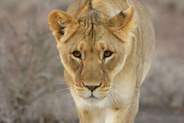 Lion (Panthera leo) in South Africa