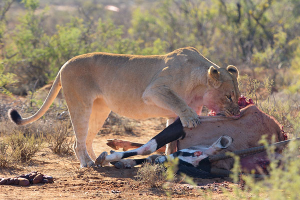 Lion (Panthera leo) feeding