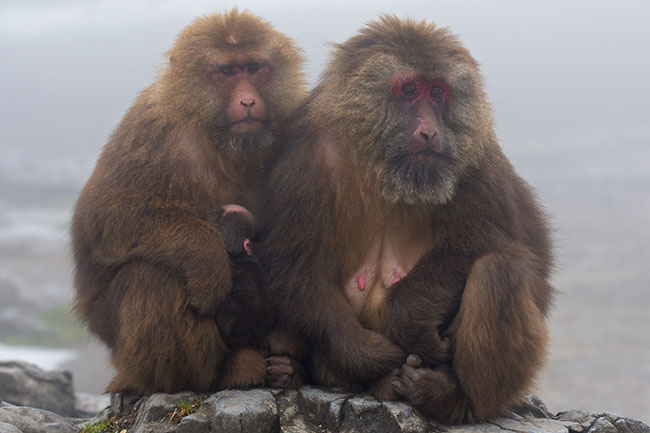 Tibetan macaque (Macaca thibetana) family