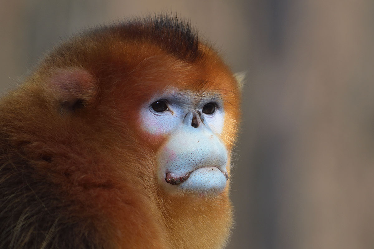 Male Golden Snub-nosed Monkey (Rhinopithecus roxellana)
