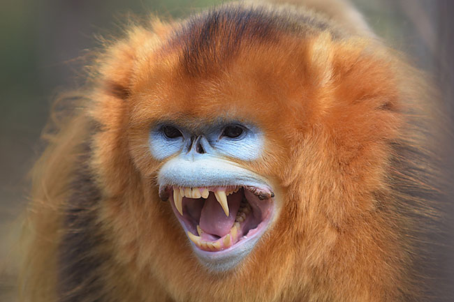 Male Golden Snub-nosed Monkey (Rhinopithecus roxellana)