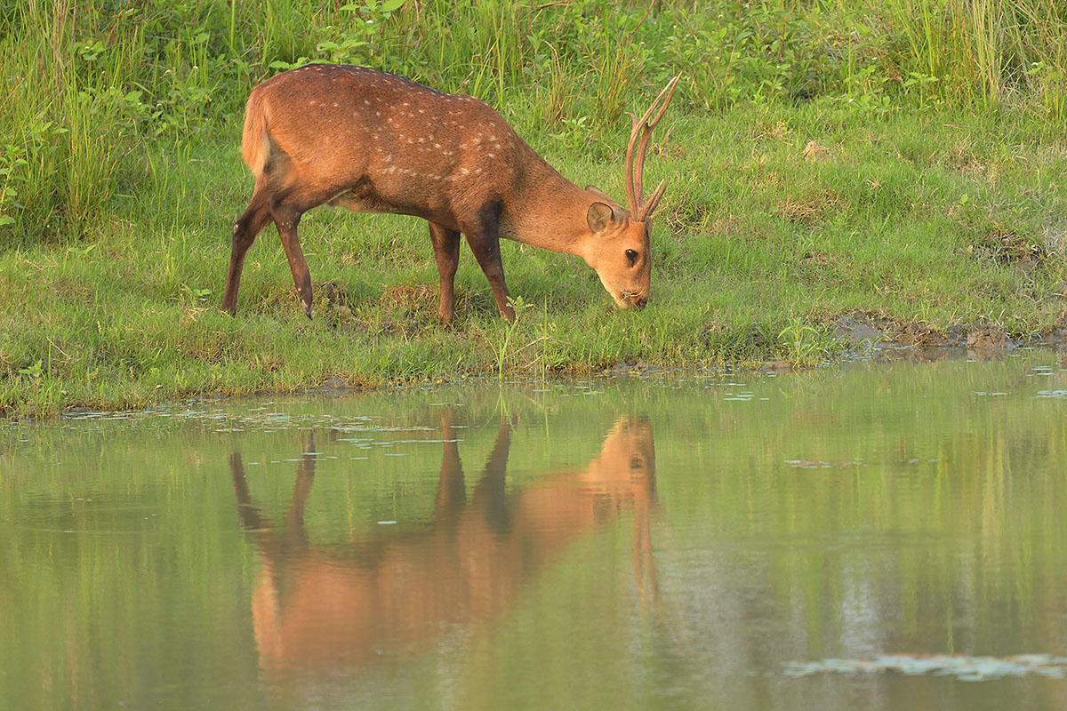 Male Indian hog deer (Hyelaphus porcinus)