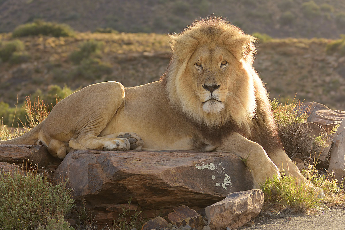 Male lion (Panthera leo) in Karoo National Park