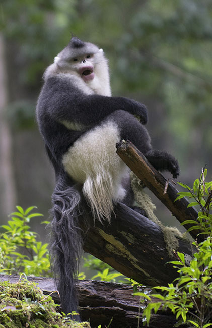 Male Black Snub-nosed Monkey (Rhinopithecus bieti) in Yunan Province, China