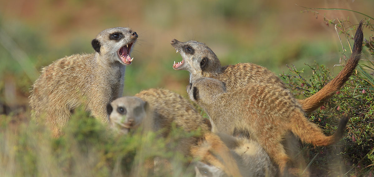 Young Meerkats (Suricata suricatta) in Karoo National Park