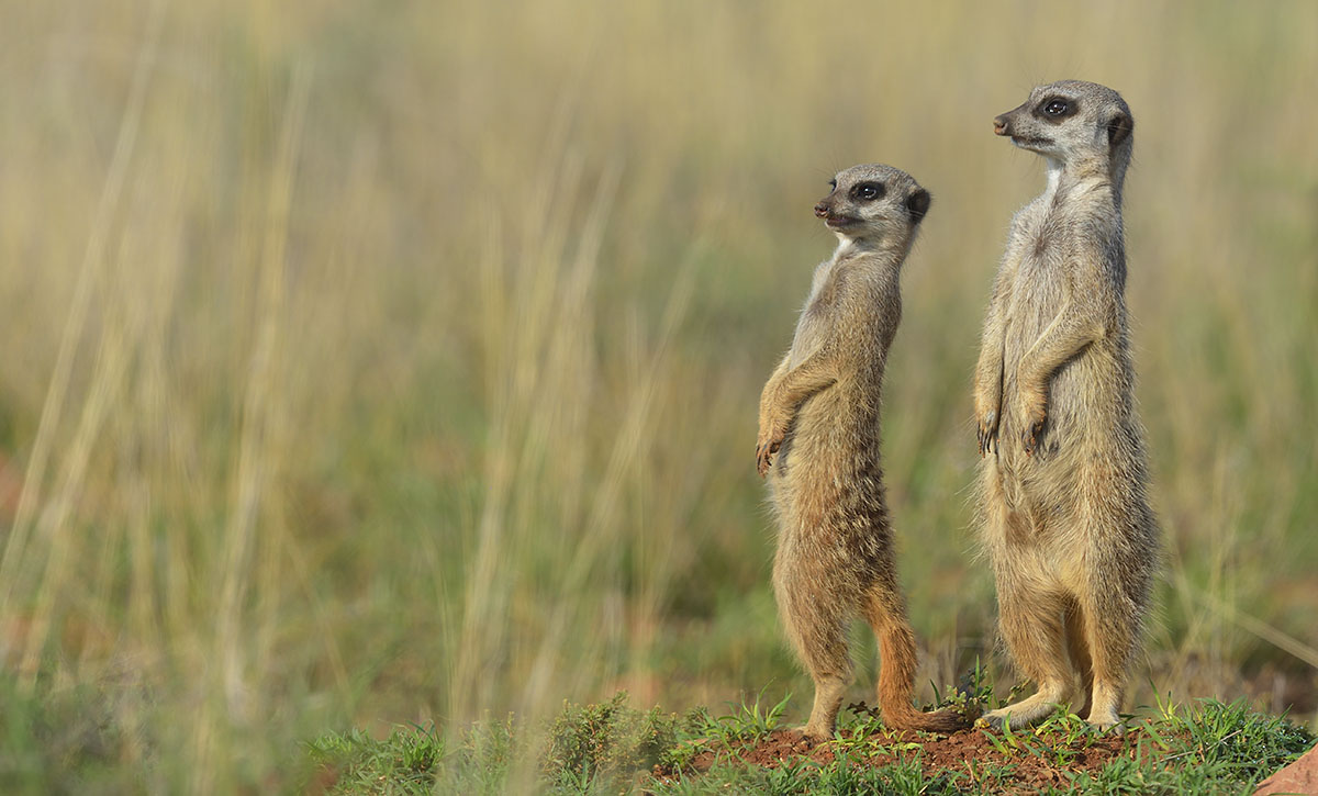 Meerkats (Suricata suricatta) on guard duty