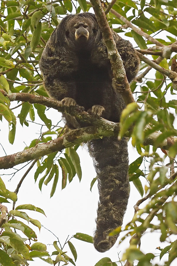 Monk Saki monkey (Pithecia monachus) in the canopy