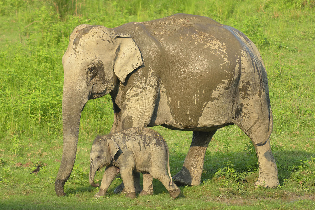 Mother and baby asian elephant (Elephas maximus)