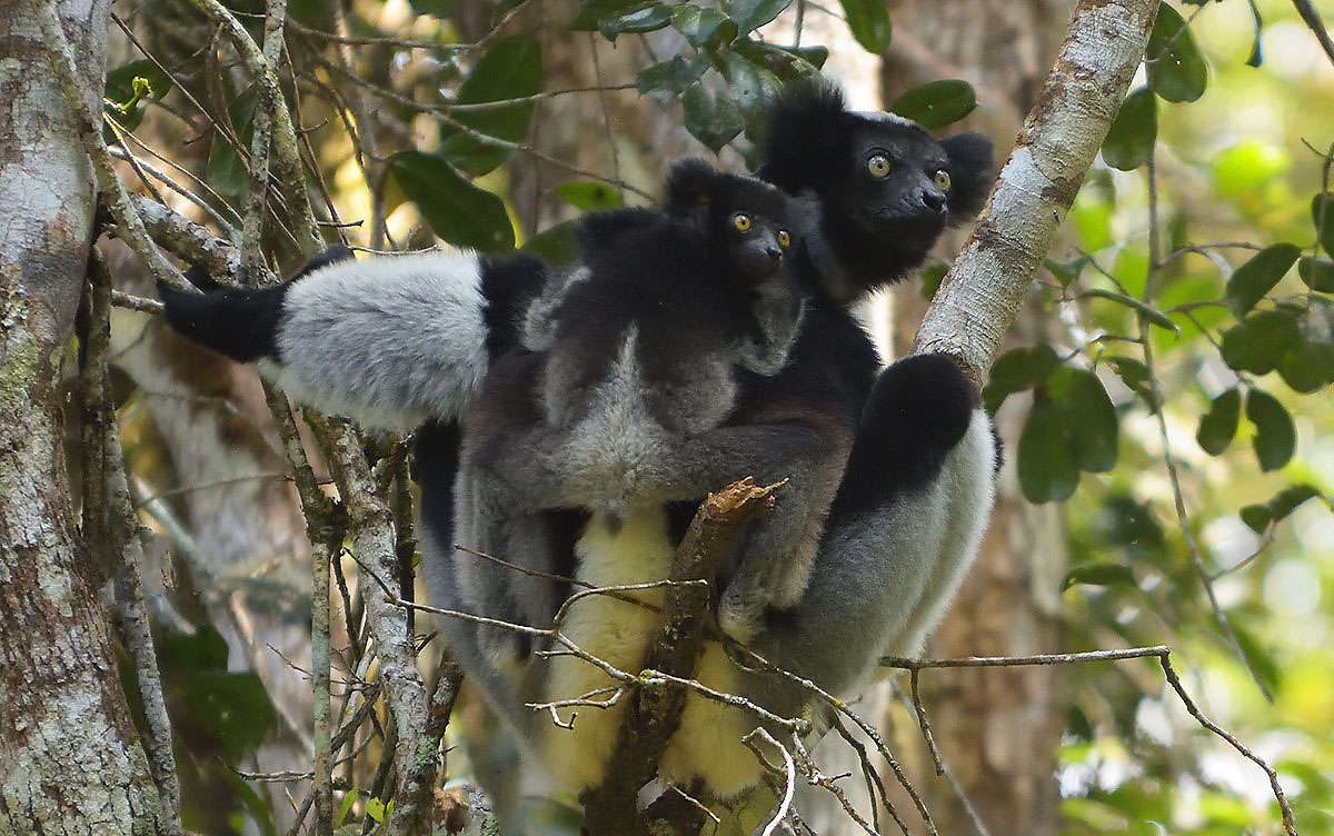 Mother and baby Indri (Indri indri) in Madagascar