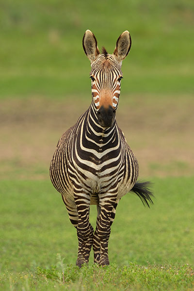 Mountain Zebra (Equus zebra)
