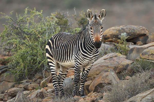 Mountain Zebra (Equus zebra) in Karoo National Park