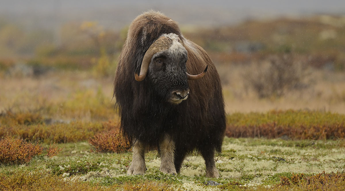 Musk Ox (Ovibos moschatus) in Dovrefjell National Park