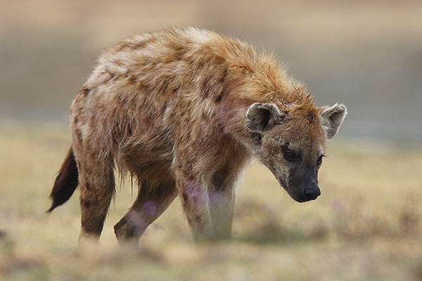 Spotted Hyena (Crocuta crocuta) in the Ngorongoro Crater