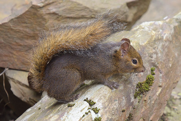 Pere David's Rock Squirrel (Sciurotamias davidianus)