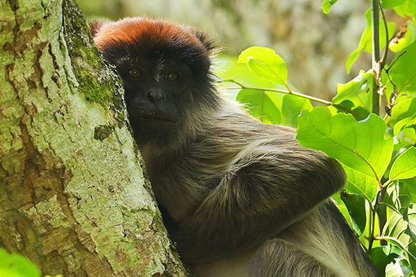 Ashy Red Colobus (Piliocolobus tephrosceles) in Kibale