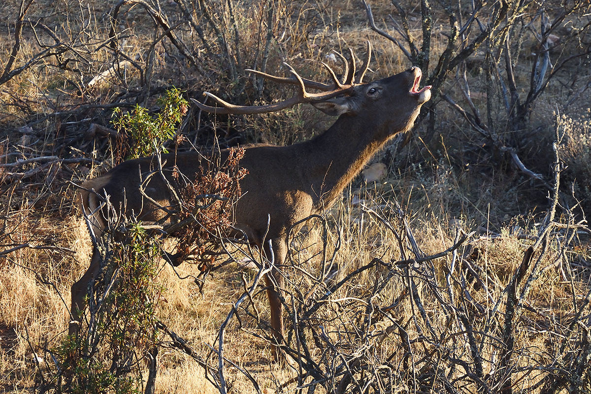 Red Deer stag (Cervus elaphus) calling